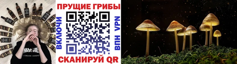 Купить  Полярные Зори  Галлюциногенные грибы Psilocybine cubensis 